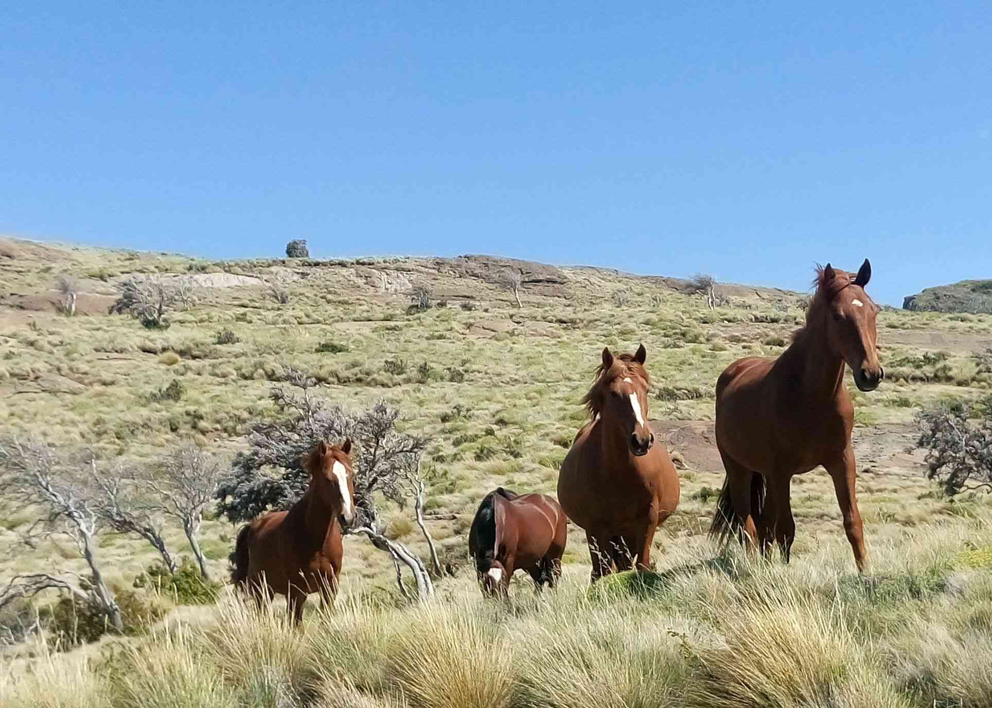 Potros camino a Levicán